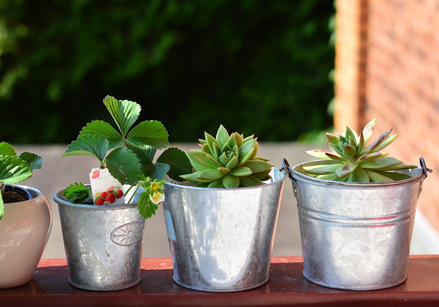 Piante di fragole e succulente in vasi di metallo e ceramica su un davanzale, con sfondo verde sfocato.