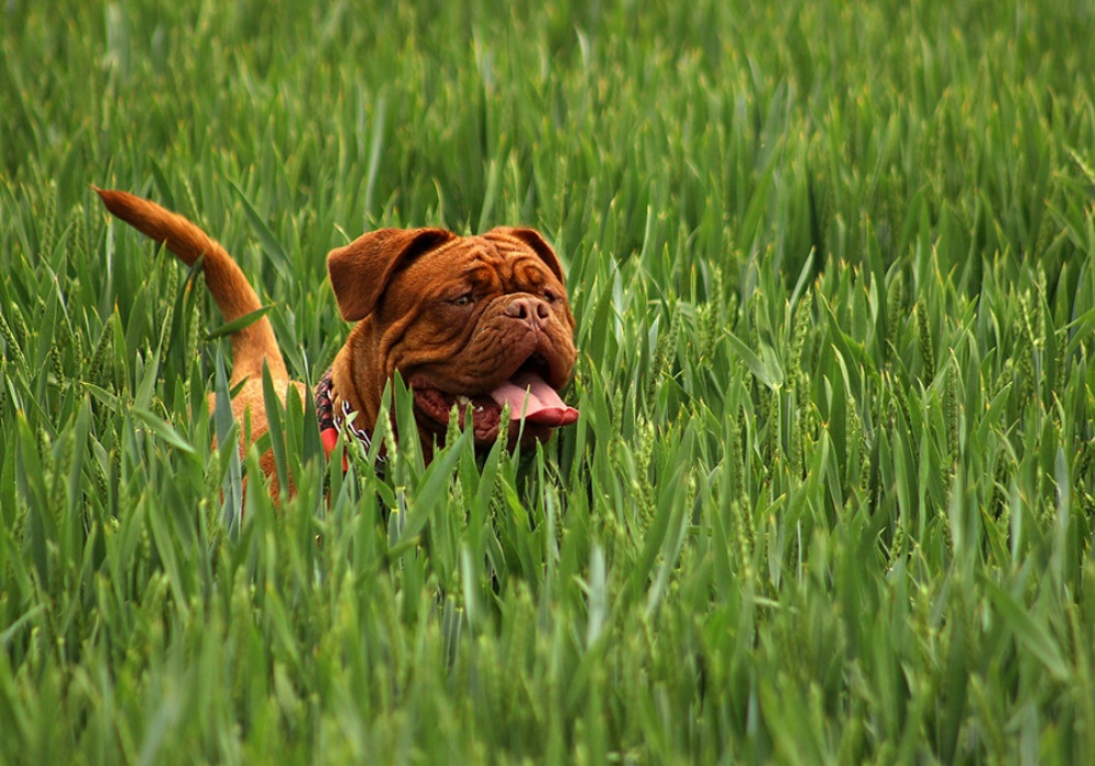 Dogue de Bordeaux marrone con lingua fuori nell'erba alta verde, sguardo giocoso.