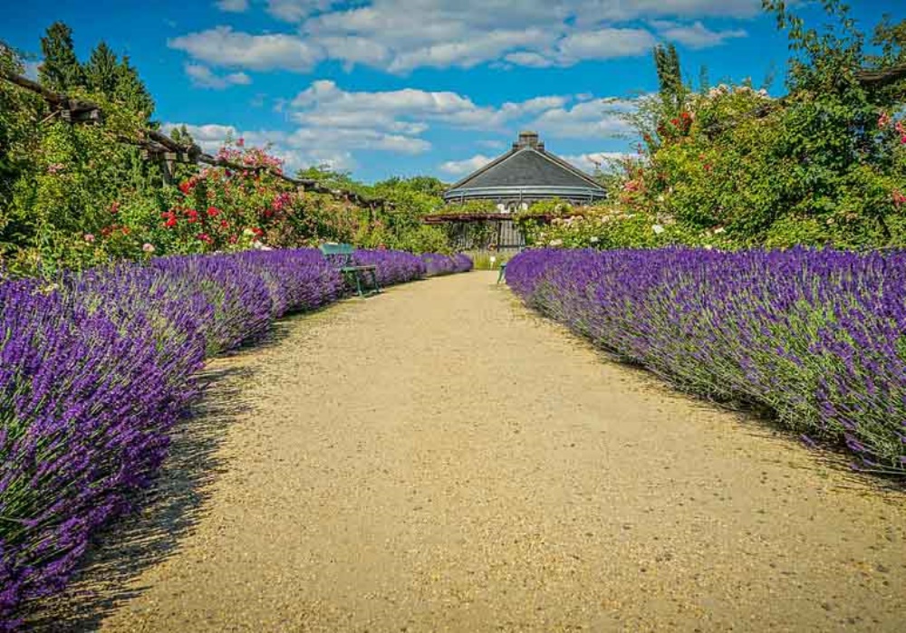 Sentiero di ghiaia fiancheggiato da lavanda viola in fiore, con un edificio e alberi sullo sfondo sotto un cielo azzurro.