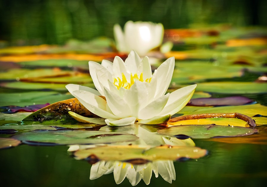 Ninfea bianca con centro giallo che galleggia su uno stagno con foglie verdi e gialle, riflessa nell'acqua.