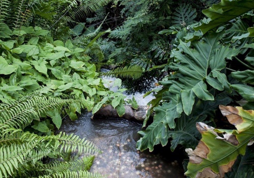 Ruscello serpeggiante tra felci e piante tropicali in una lussureggiante giungla verde.